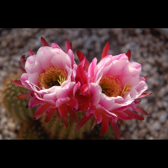 Meet your Posher, Stephany - Picture 2 of 2